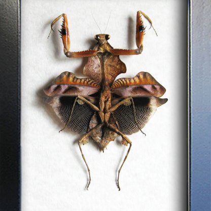 Deroplatys Lobata Real Dead Leaf Mantis Taxidermy Framed Entomology Shadowbox