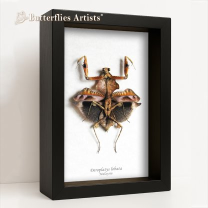• Deroplatys Lobata Verso Dead Leaf Mantis Framed Entomology Shadowbox Display