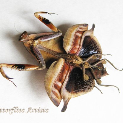 Deroplatys Truncata - Female Rare Dead Leaf Mantis Taxidermy Framed Entomology Shadowbox
