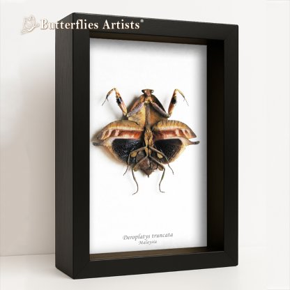 •Deroplatys Truncata Female Verso Dead Leaf Mantis Framed Entomology Shadowbox Display