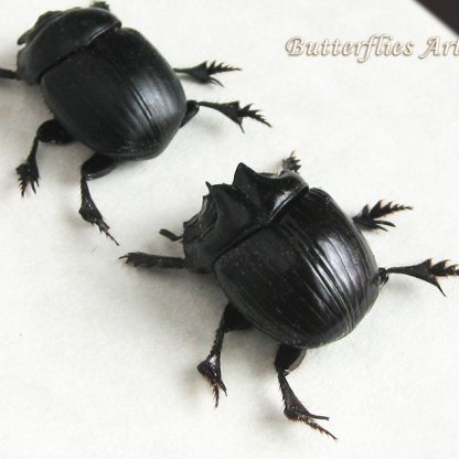 Dichotomius Satanas Pair Real Scarab Beetles Framed Entomology Shadowbox