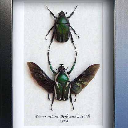 Dicronorrhina Derbyana Pair Derby's Flower Beetles Framed Entomology Shadowbox