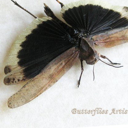 Dissosteira Carolina Real Black-winged Grasshopper Framed Entomology Shadowbox