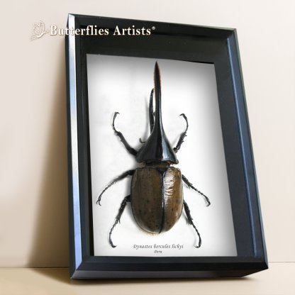 Dynastes Hercules Hercules - XL Real Beetle Framed Entomology Shadowbox Display