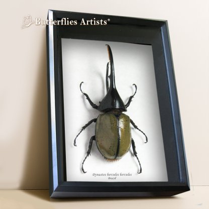 Dynastes Hercules Hercules - XL Real Beetle Framed Entomology Shadowbox