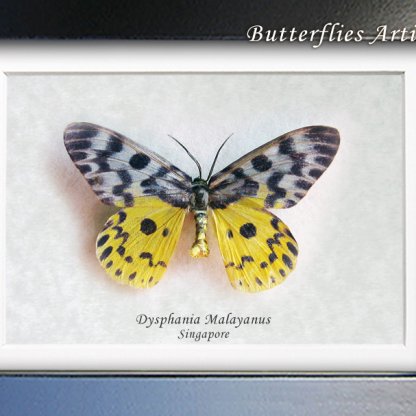 Dysphania Malayanus Rare False Tiger Moth Real Framed Entomology Shadowbox