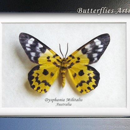 Dysphania Militaris Real False Tiger Moth Framed Entomology Shadowbox