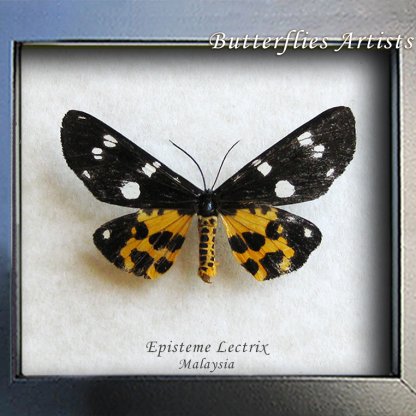 Episteme Lectrix Real Tiger Day Flying Moth Framed Entomology Shadowbox