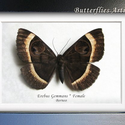 Erebus Gemmans Female Rare Owl Moth Real Framed Entomology Collectible Shadowbox