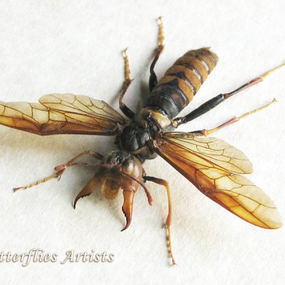 Eriotremex Formosanus Female XL Asian Horntail Wasp Framed Entomology Shadowbox