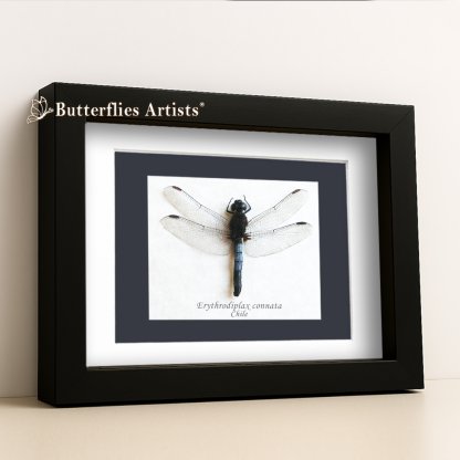 •Erythrodiplax Connata Blue Dragonlet Dragonfly Framed Entomology Shadowbox Display