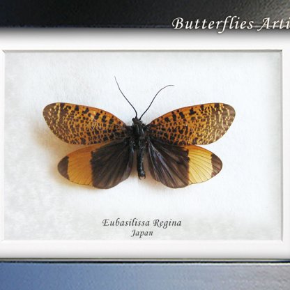 Eubasilissa Regina Mottled Caddisfly Framed Entomology Collectible Shadowbox