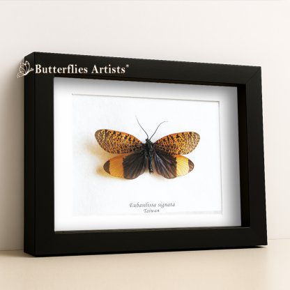 •Eubasilissa Signata Rare Mottled Caddisfly Framed Entomology Shadowbox Display