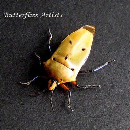 Eucorysses Species Smile Ghost Face Bug Real Beetle Framed Entomology Shadowbox