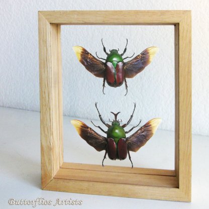 Eudicella Aethiopica Pair RARE Beetles Framed Entomology Double Glass Display