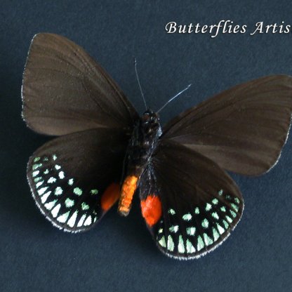 Eumaeus Toxea Mexican Cycadian Metallic Green Butterfly Entomology Shadowbox