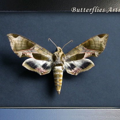 Eumorpha Pandorus XL Female Pandora Sphinx Real Moth Framed Entomology Shadowbox