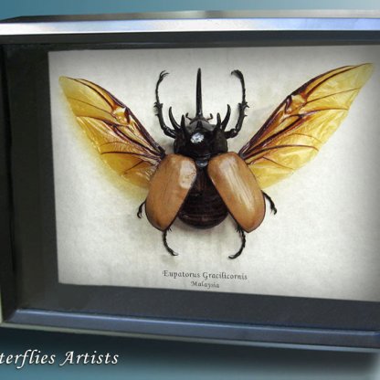 Eupatorus Gracilicornis Five Horned Rhinoceros Beetle Framed Entomology Display