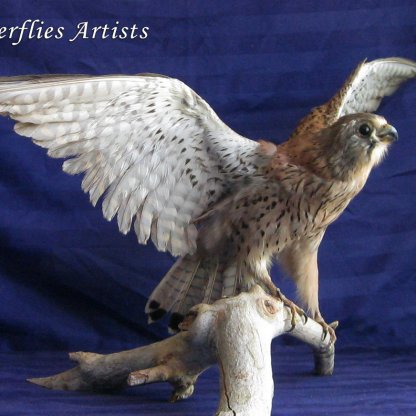 Eurasian Kestrel Falco Tinnunculus Bird Of Prey Mounted Taxidermy Real Stuffed