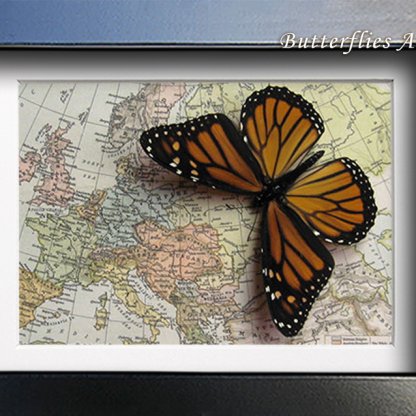 Europe Map Danaus Plexippus Real Monarch Butterfly Framed Entomology Shadowbox