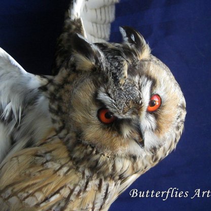 Real European Long-eared Owl Bird Mounted Taxidermy Stuffed Scientific Zoology