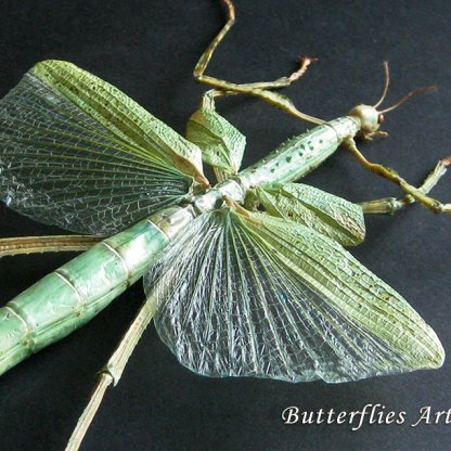 Eurycnema Versirubra Giant Phasma Green Winged Walking Stick Entomology Shadowbox