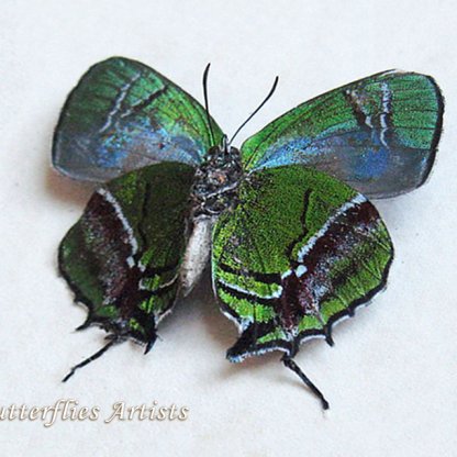 Evenus Gabriela RARE Metallic Green Blue Butterfly Framed Entomology Shadowbox