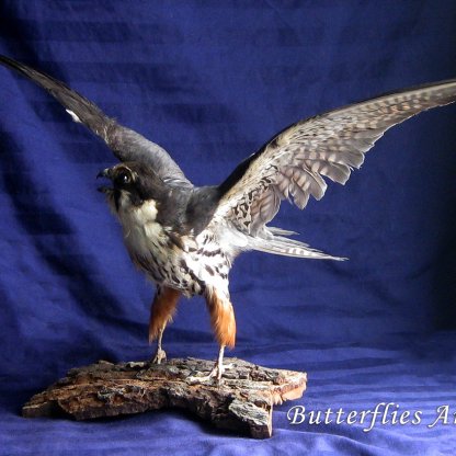 Falco Subbuteo Eurasian Hobby Real Bird Of Prey Falcon Taxidermy Mount Stuffed