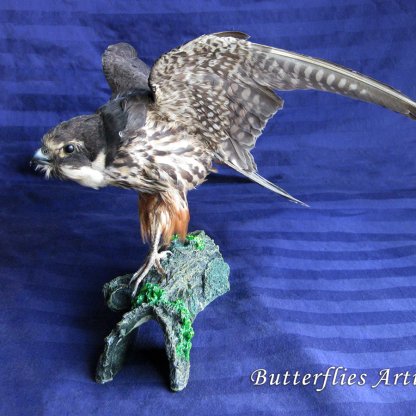 Eurasian Hobby Falco Subbuteo Real Bird Of Prey Falcon Taxidermy Mount Stuffed