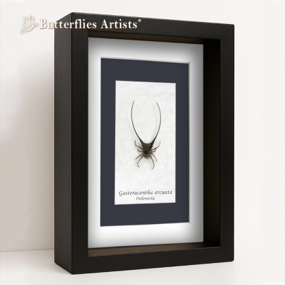 • Gasteracantha Arcuata Spiny Orb-Weaver Spider Framed Entomology Shadowbox Display