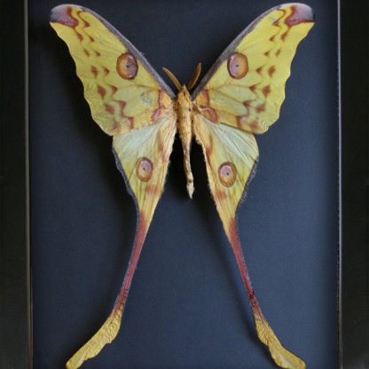 Giant Argema Mittrei Madagascar Comet Moon Moth Framed Entomology Shadowbox