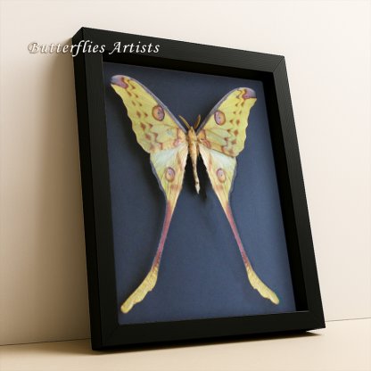 Giant Argema Mittrei Madagascar Comet Moon Moth Framed Entomology Shadowbox