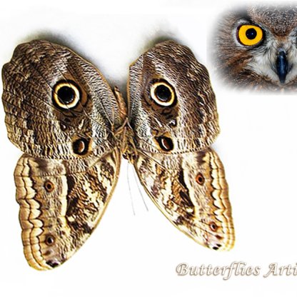 Giant Owl Eyes Caligo Teucer Real Butterfly Entomology Collectible Shadowbox