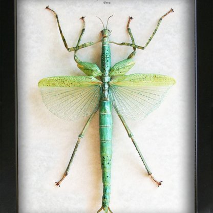 Giant Phasma Eurycnema Versirubra Green Winged Walking Stick Entomology Shadowbox