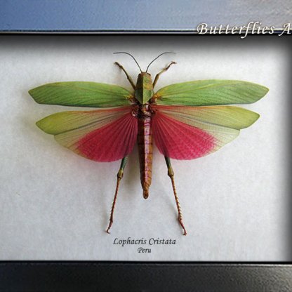 Giant Pink Grasshopper Lophacris Cristata XL Framed Entomology Shadowbox
