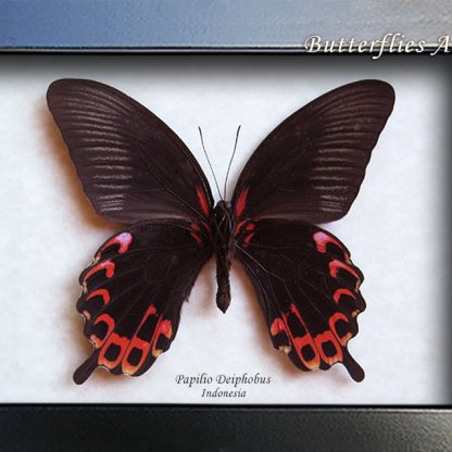 Giant Swallowtail Papilio Deiphobus Real Butterfly Framed Entomology Shadowbox