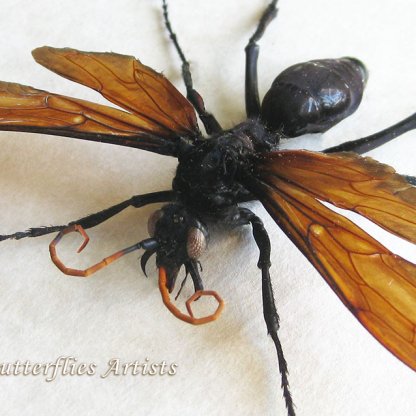 Giant Tarantula Hawk Wasp Pepsis Heros Real Framed Entomology Shadowbox