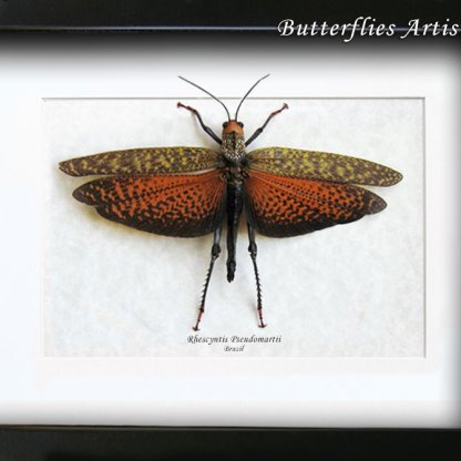 Giant Tropidacris Dux Grasshopper Real Locust Framed Entomology Shadowbox