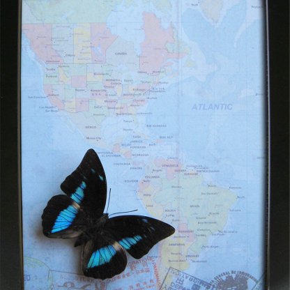Vintage Map Reflector Prepona Archaeoprepona Demophon Real Butterfly Shadowbox