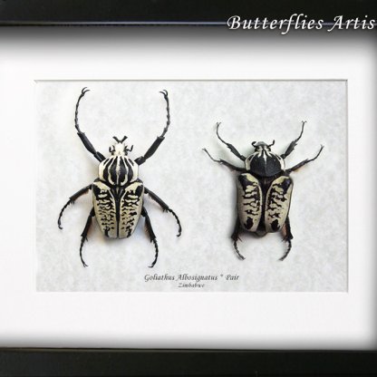 Goliathus Albosignatus Pair Real Beetles Framed Entomology Collectible Shadowbox