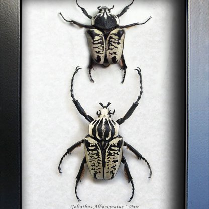 Real Beetles Goliathus Albosignatus Pair Framed Entomology Collectible Shadowbox