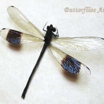 Gossamerwing Dragonfly Black-banded Euphaea Decorata Framed Entomology Shadowbox