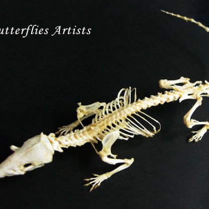 • Asian House Shrew Real Skeleton Gothic Decor Suncus Murinus Framed Osteology Display