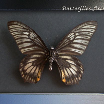 Gothic Looking Papilio Chilasa Veiovis Real Butterfly Framed Entomology Shadowbox