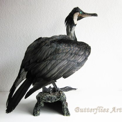 Great Cormorant (Phalacrocorax carbo) Real Stuffed Bird Mount Taxidermy Scientific Zoology