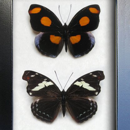 Grecian Shoemaker Pair Catonephele Numilia Butterflies Framed Entomology Shadowbox