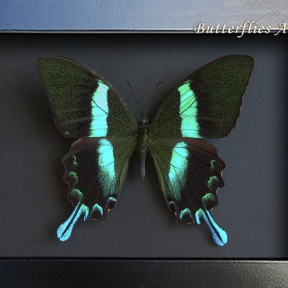Green Buddah Swallowtail Papilio Blumei Butterfly Framed Entomology Shadowbox