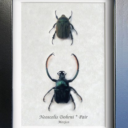 Green Metallic Neoscelis Dohrni Pair RARE Real Beatles Framed Entomology Shadowbox