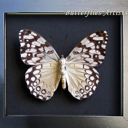 Grey Cracker Hamadryas Februa Real Butterfly Framed Entomology Shadowbox