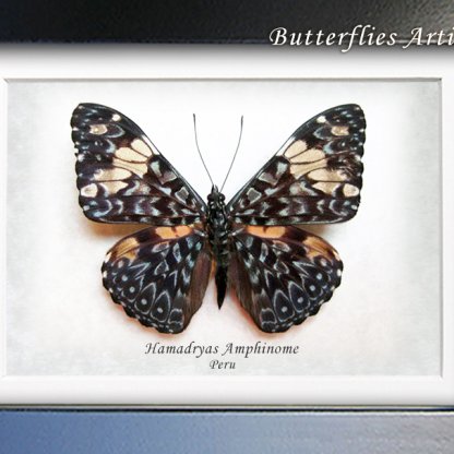 Hamadryas Amphinome Blue Cracker Real Butterflies Framed Entomology Shadowbox